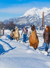 Alpakawanderung | © (c) TVB Haus-Aich-Gössenberg / René Eduard Perhab
