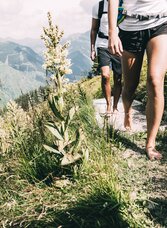 Gipfel-Barfußweg Riesneralm | © TVB Grimming-Donnersbachtal / Armin Walcher