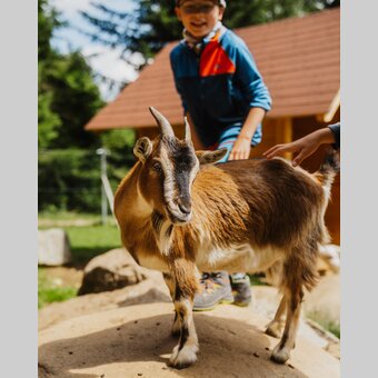 Günster Wasserfall - Streichelzoo | © TV Murau | cmvisuals