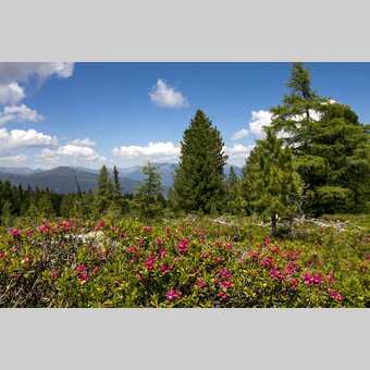 Almrausch Kreischberg | © Holzwelt Murau | Tom Lamm