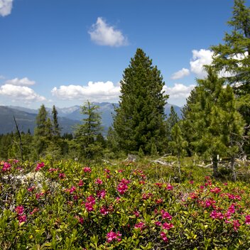 Almrausch Kreischberg | © Holzwelt Murau | Tom Lamm
