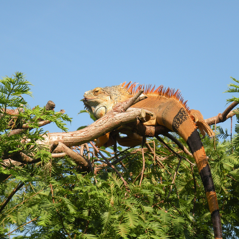 © Reptilienzoo Happ | Helga Happ