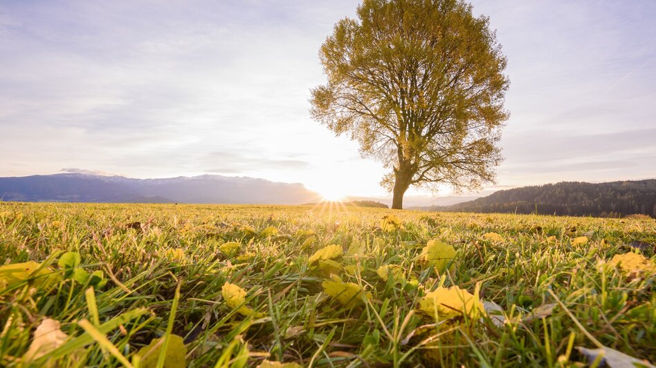 Baum Zeutschach Herbst | © TV Murau | René Hochegger