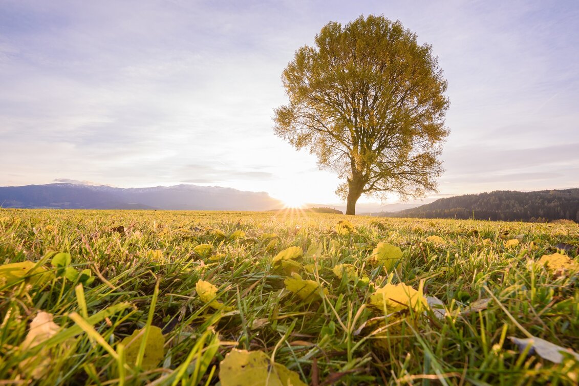 Baum Zeutschach Herbst | © TV Murau | René Hochegger