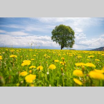 Baum Zeutschach Sommer | © TV Murau | René Hochegger
