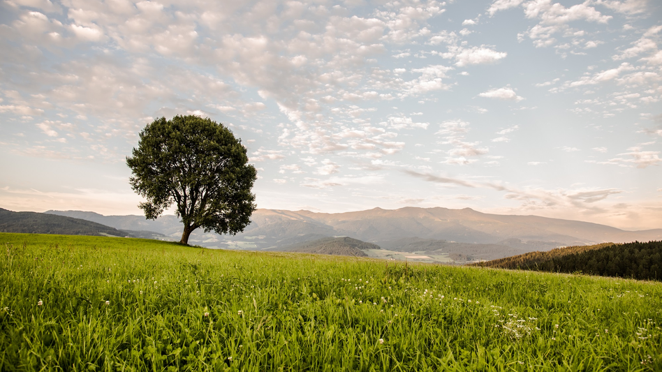 Baum Zeutschach Zirbitzkogel | © TV Murau | René Hochegger