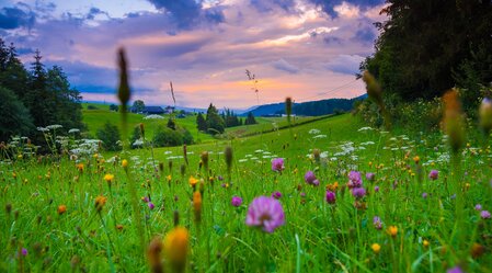 Blumenwiese Zeutschach Sonnenuntergang | © TV Murau | René Hochegger