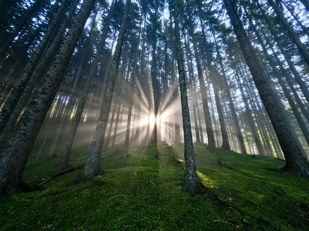 Sunny mood in the most densely wooded state in Austria | © Steiermark Tourismus | ikarus.cc