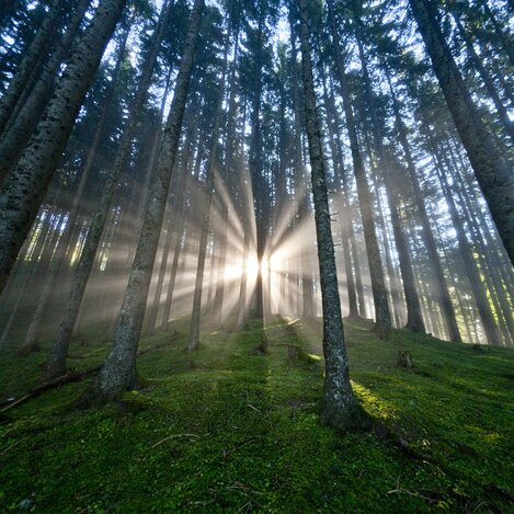 Sonnenstimmung im waldreichsten Bundesland Österreichs | © STG | ikarus.cc