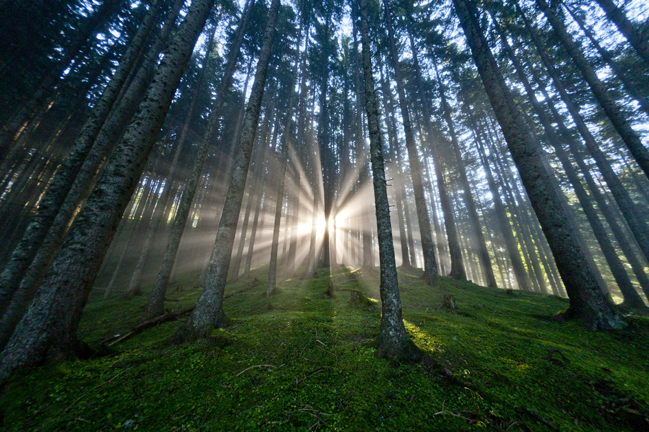 Sonnenstimmung im waldreichsten Bundesland Österreichs | © STG | ikarus.cc