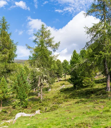 Zirbenwald | © mag.maria wawrzyniak | mag.maria wawrzyniak