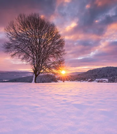 Baum Zeutschach Winter Sonnenuntergang | © TV Murau |  René Hochegger