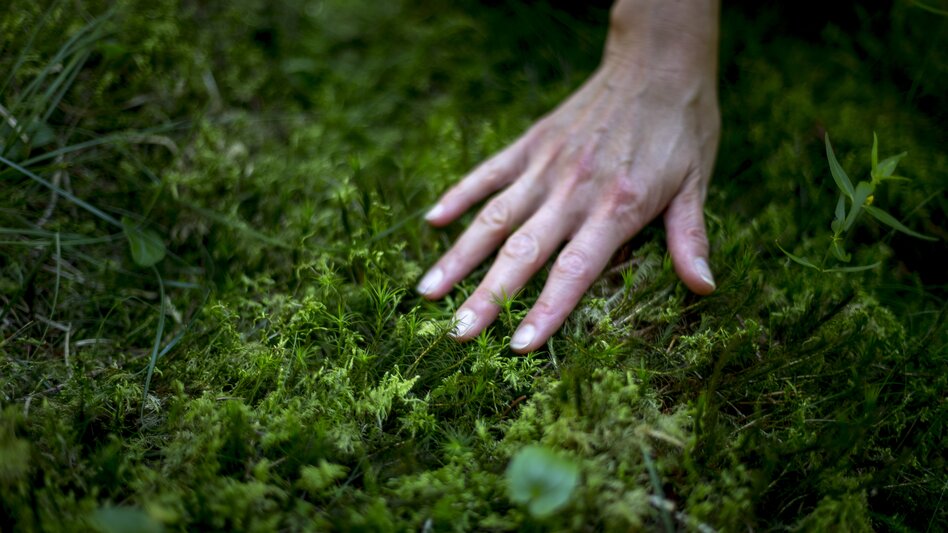 Waldbaden Moos | © STG | Tom Lamm
