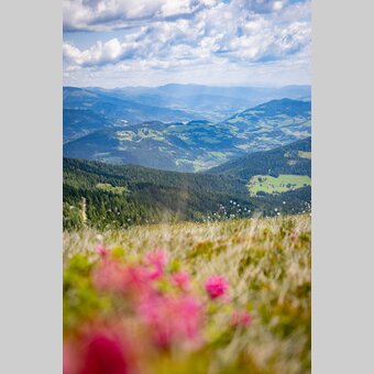 Gstoder mit Almrauschblüte | © TV Murau | Andreas Siebenhofer