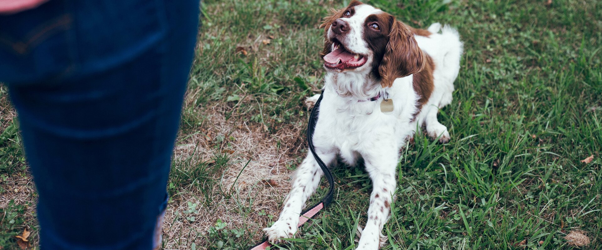 Hund  | © Destiny Wiens