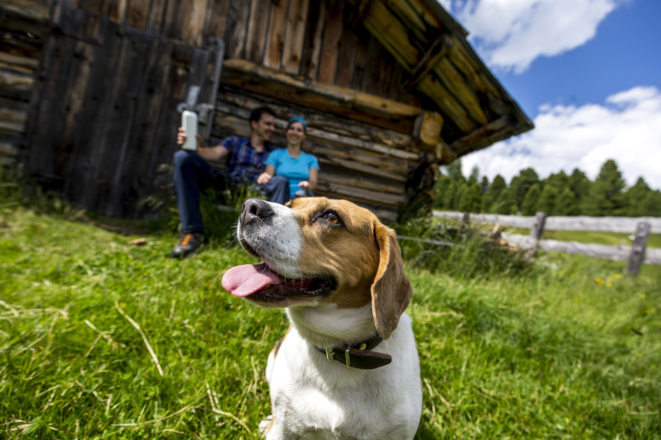 Urlaub mit Hund | © STG | ikarus.cc