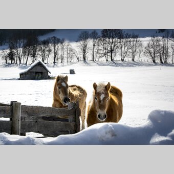 Pferde im Winter | © Holzwelt Murau | Tom Lamm