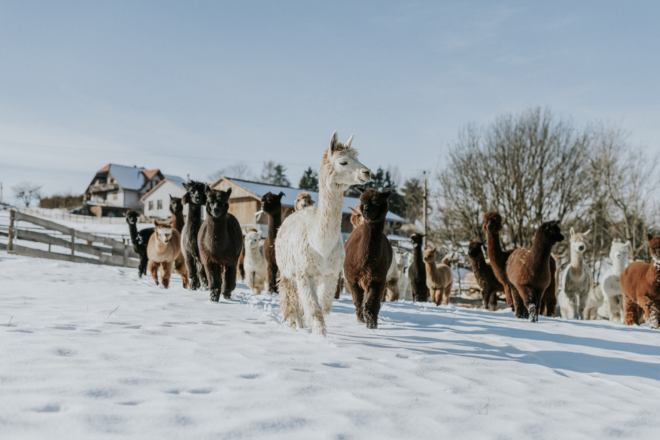 Alpakas | © Schöcklblick Alpakas | dieSonne