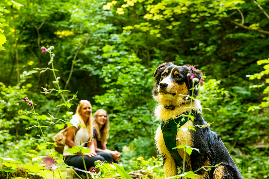Wandern mit Hund | © TV Region Graz | Mias Photoart