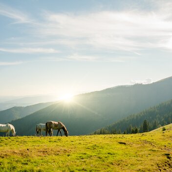 Lipizzaner auf der Brendlalm | © Region Graz | Mias Photoart