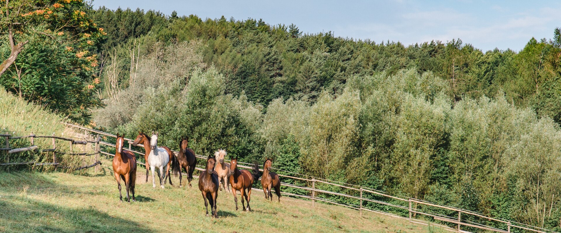 Horses | © TV Region Graz | Mias Photoart
