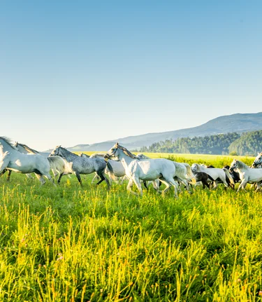 Lipizzaner herd grazing | © Die Abbilderei  Sajovic&Scherr GesbR | Die Abbilderei | Lipizzanerheimat