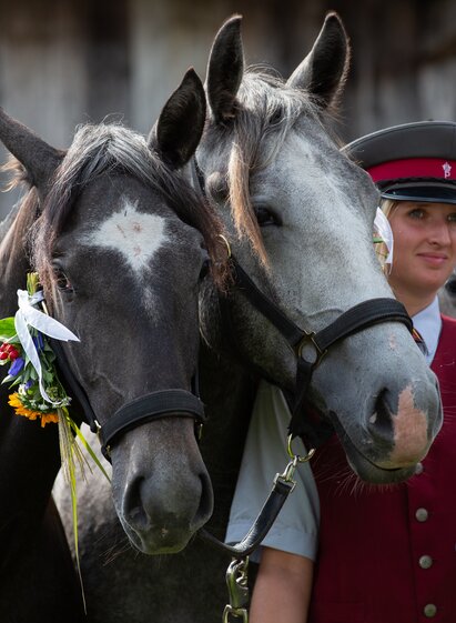 Almabtrieb Lipizzanergestüt Piber | © SRS-Sabrina Mallick