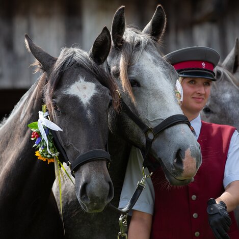 Almabtrieb Lipizzanergestüt Piber | © SHS Lipizzanergestüt Piber GöR | Sabrina Mallick | © SRS-Sabrina Mallick