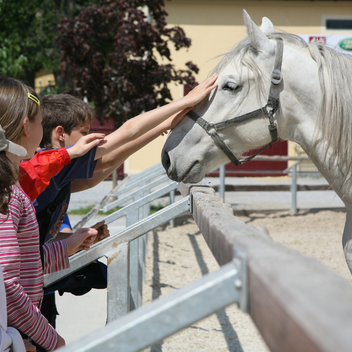 Lipizzaner Stud Farm Piber | © SHS Lipizzanergestüt Piber GöR