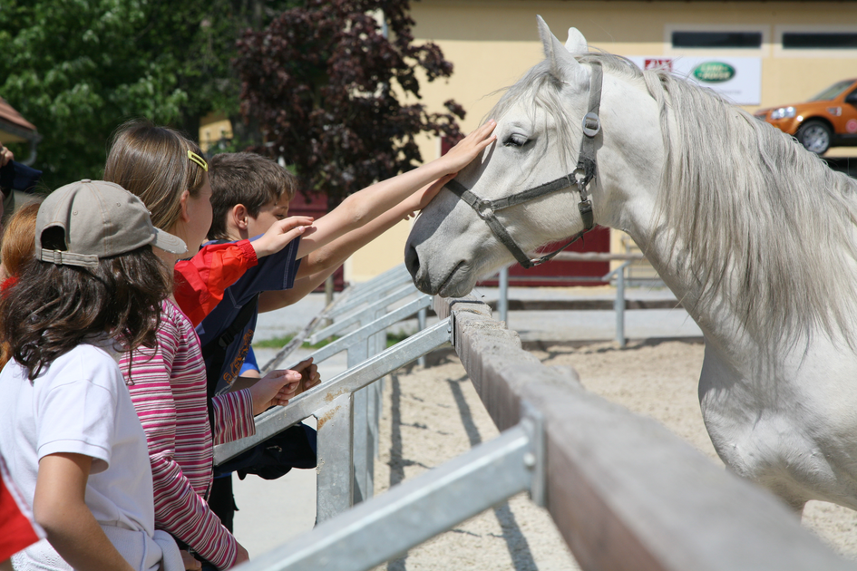 Lipizzanergestüt Piber | © SHS Lipizzanergestüt Piber GöR