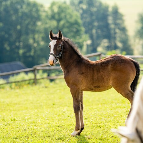Lipizzaner Stud Farm | © Die Abbilderei  Sajovic&Scherr GesbR | Die Abbilderei