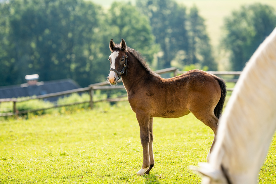 Lipizzaner Stud Farm | © Die Abbilderei  Sajovic&Scherr GesbR | Die Abbilderei