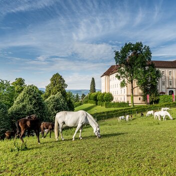 Lipizzaner Stud Farm Piber | © Die Abbilderei  Sajovic&Scherr GesbR | Die Abbilderei