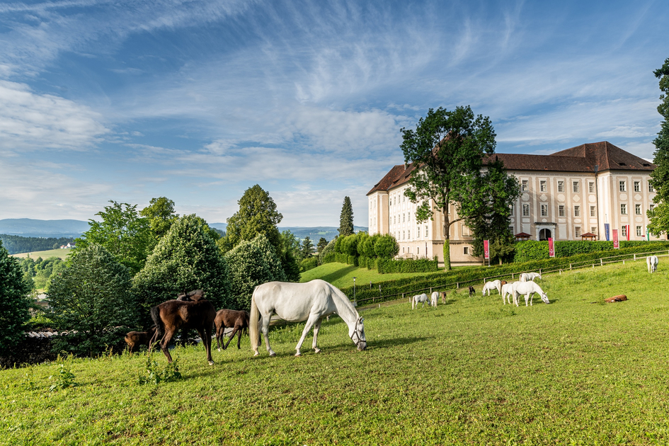 Lipizzaner Stud Farm Piber | © Die Abbilderei  Sajovic&Scherr GesbR | Die Abbilderei