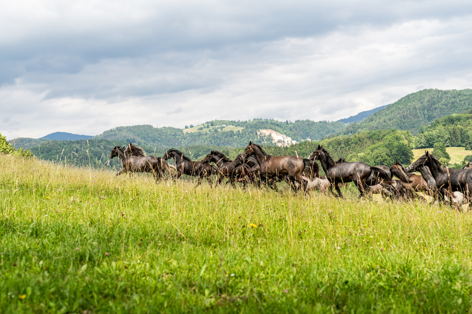 young lipizzaner stallions | © Die Abbilderei  Sajovic&Scherr GesbR | Die Abbilderei