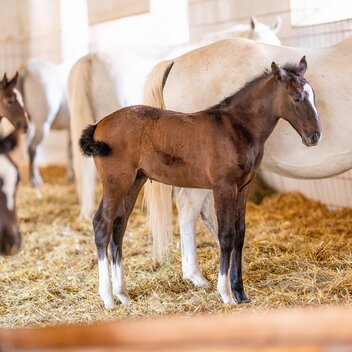Foalstable | © Die Abbilderei  Sajovic&Scherr GesbR | Die Abbilderei