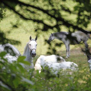 copyright©Enrico Caracciolo | Enrico Caracciolo