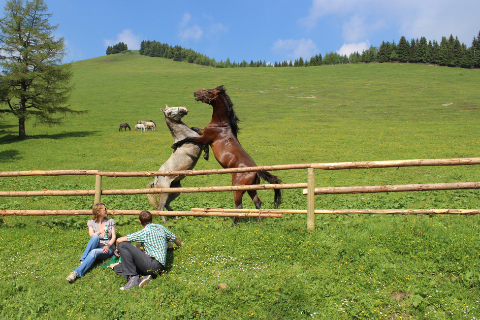 Picnic Lipizzaner Pastures | © H.Wohnhas | Harry Wohnhas