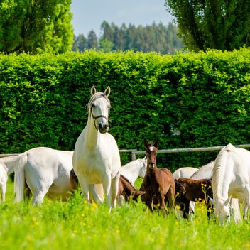 Lipizzanergestüt Piber | © TV Region Graz | Mias Photoart
