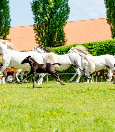 Lipizzanergestüt Piber | © TV Region Graz | Mias Photoart