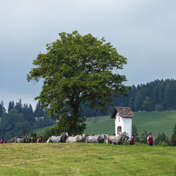 Lipizzaner Stud Farm Piber | © (c) SHS - Lipizzanergestüt Piber GöR | Sabrina Mallick