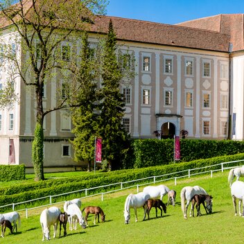 Lipizzanergestüt Piber | © TV Region Graz | Mias Photoart