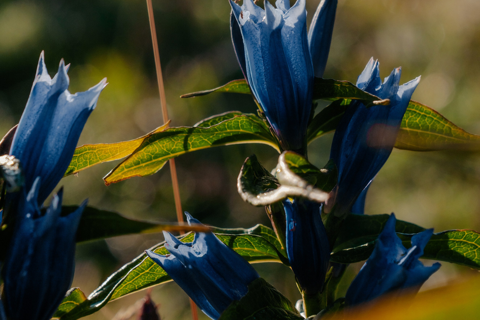 Blühende Erlebnisregion Graz | © Region Graz | studio draussen