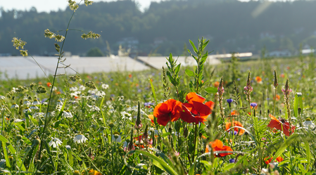 Blumenwiese Gössendorf | © Johannes Ulrich