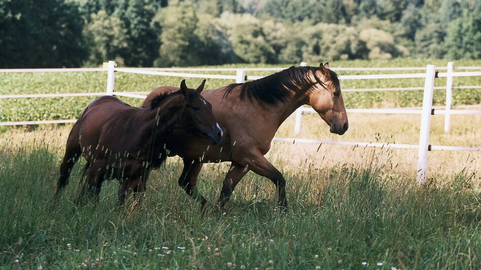 Hart bei Graz - Impression #2.2