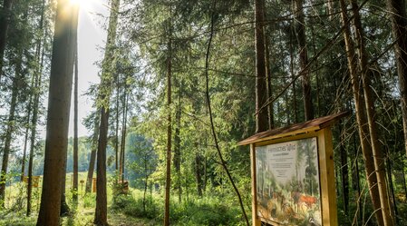 Waldlehrpfad in Lieboch | © Region Graz | Mias Photoart