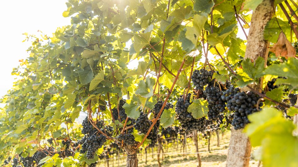 Ligist - Impression #2.5