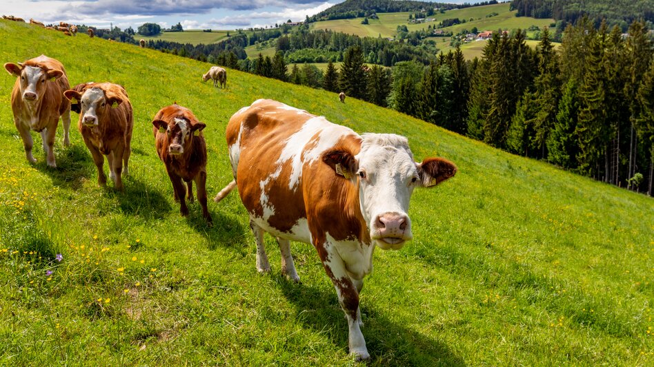 Semriach - Impression #2.5