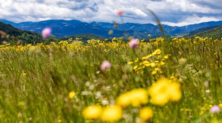 Wandern in Semriach | © TV Region Graz | Harry Schiffer