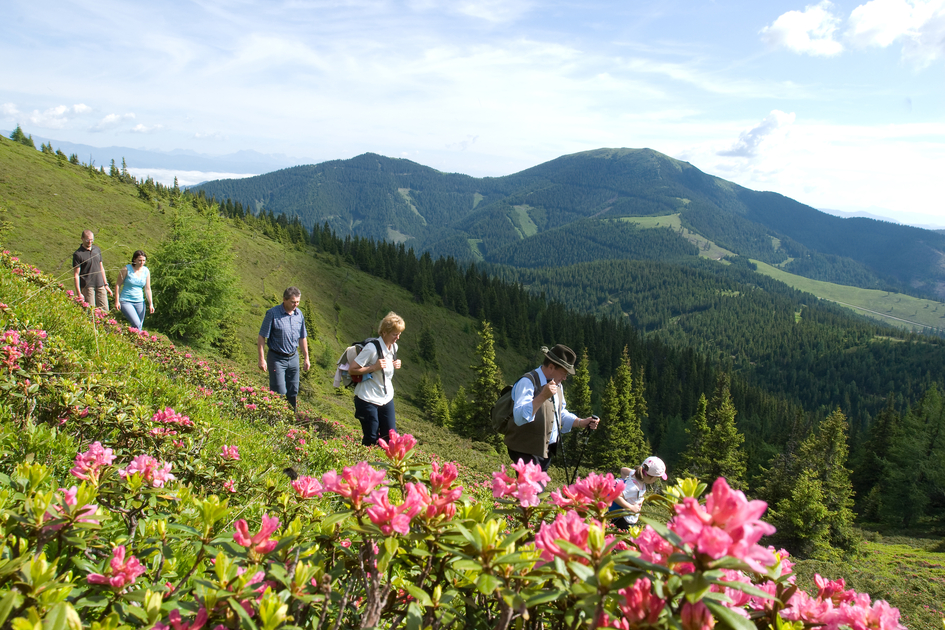 Blooming Almrausch | © TV Region Graz | Werner Stieber